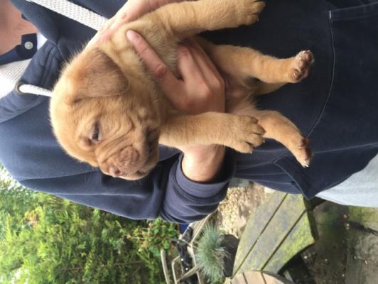 Kc registered Dogue de Bordeaux puppies for sale 